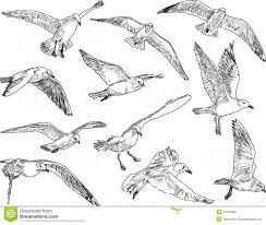 Birds Flying In The Sky Drawing Easy Photo About Vector Drawing Of The Flying Gulls Illustration Of Flying Drawn Wild 37674032 Seagull Tattoo Seagull Illustration Flying Bird Drawing