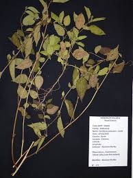 Image result for Corchorus aestuans