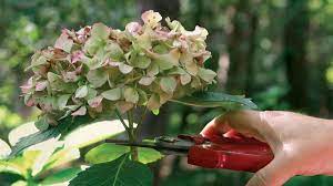 Pruning Hydrangeas Finegardening