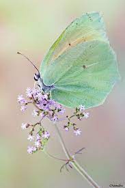 Pin By Lian Hafman On Babochki Beautiful Butterflies Insects Green Butterfly