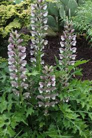 Image result for Acanthus