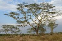 Image result for Acacia xanthophloea