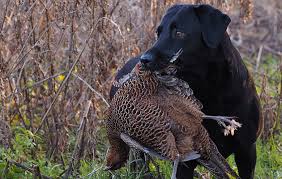 Factors that can affect how long labs live. Best Labrador Colour Does Coat Make A Difference The Field