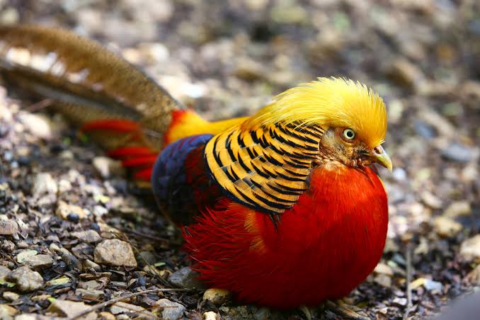 Golden Pheasant