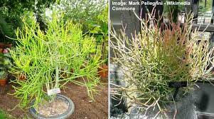 Here are some tips, tricks that will guide to cactus thorns. Pencil Cactus Firestick Plant Succulent Care And Growing Guide