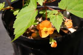 Image result for Vernonia sutherlandii