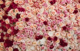 We did not find results for: Wallpaper Background Roses Red Pink Color Roses Images For Desktop Section Cvety Download