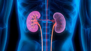 Image result for Renal Function