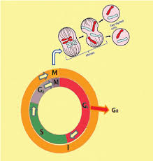 Synthesis of rnas and proteins needed for cell growth and dna replication are synthesized during g1 phase. Schematic Diagram Of The Cell Cycle Showing Different Phases Outer Download Scientific Diagram