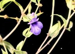 Image result for Sphaeranthus gazaensis