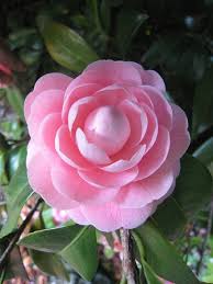 Shinjuku Gyoen National Gardens Camellia Beautiful Pink Flowers Flowers Love Flowers