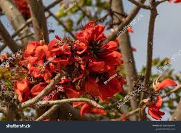 Image result for Erythrina afra