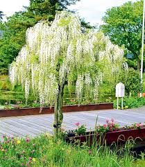Weisses Blauregen Stammchen Alba 1a Pflanzen Baldur Garten