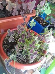 Image result for Oxalis purpurascens