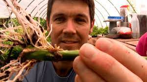 In root roses (grown from the cuttings of the uterine bush), the earthen lump is located on the same level with the. How To Grow Roses From Cuttings Fast And Easy Rooting Rose Cuttings With A 2 Liter Soda Bottle Youtube