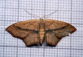 Image result for Timandra griseata