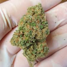Available in a variety of classic and exotic strains. Cbd Wholesale Switzerland No 1 For Cbd Flowers And Cbd Extracts Home