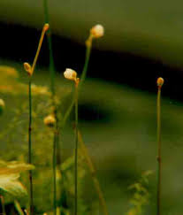 Image result for Utricularia subulata