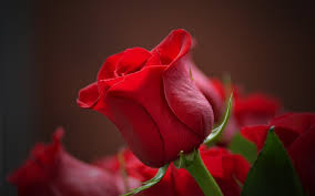 Download 3840x2400 wallpaper bud, rose, red flower, close up, 4k ...