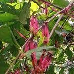 Image result for Tapinanthus dependens