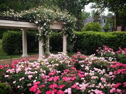 Pin By Johnna Courtney On My Garden Rose Garden Landscape Rose Garden Back Gardens