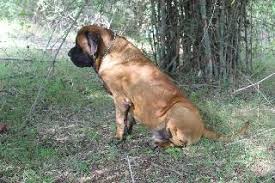 You never have to leave your pet behind to holiday in goa, chikmagalur, sakleshpur, wayanad, kodaikanal or even mysore. Pet Pick Up And Drop Off Transport Taxi At Bangalore Bengaluru Karnataka Premium Pet Pickup And Drop Petbacker