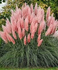 100pcs Pink Pampas Grass Seeds Cortaderia Selloana Showy Etsy In 2020 Pink Pampas Grass Grass Flower Flower Seeds