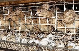 Maybe you would like to learn more about one of these? Cara Budidaya Burung Puyuh Petelur Yang Menguntungkan