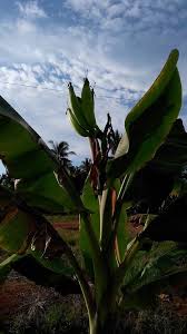 Maybe you would like to learn more about one of these? Pokok Pisang Berbuah Tunjuk Langit Ditemui Gambar Azizulwmc Com