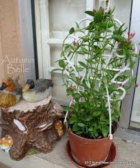 Pin By Saღia Sคlee๓ On Plants Trees Plants Trees To Plant Plant Nutrients