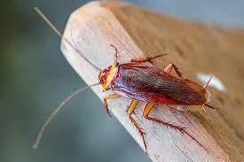 They are also trained to understand which. Blog Is Professional Treatment For Cockroaches In Houston Worth It