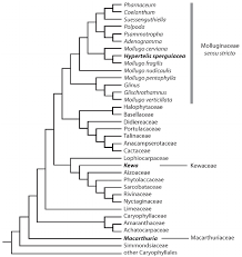 Image result for Hypertelis bowkeriana