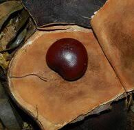 Image result for Entada gigas