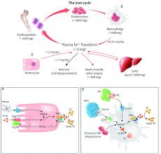 Iron Metabolism And Iron Disorders Revisited In The Hepcidin Era Haematologica