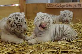 All Felines In Ranchi Zoo Put To Covid 19 Test Post Tiger Shiva S Death