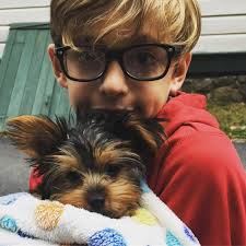 Teacup Yorkies for sale in New Hampshire