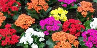 Como Hacer Que Un Kalanchoe Vuelva A Florecer Plantas Jardin Como Sembrar Plantas Kalanchoe Blossfeldiana
