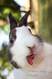 Pin De Em Äá»ng Váº­t Animais Fofos Animais Porque não dar um nome famoso para o seu coelho como bugs bunny ou roger rabbit? animais fofos