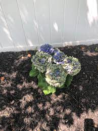 Maybe you would like to learn more about one of these? My Hydrangeas Are Turning Green And Brown They Have Morning Sun And Afternoon Shade And I Water Them Once A Day Is This Result Of Too Much Water Or Not Enough Gardening