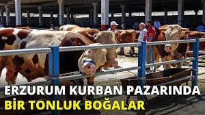 Erzurum Kurban Pazarinin Bir Tonluk Bogalari Youtube
