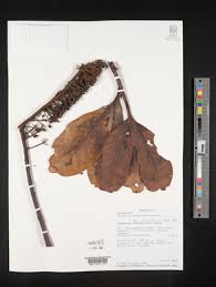 Image result for Polyscias kivuensis