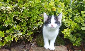 Plants and flowers bad for cats. Plants Poisonous To Cats Blue Cross