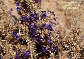 Image result for Aptosimum