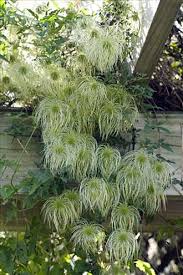 Image result for Clematis costata