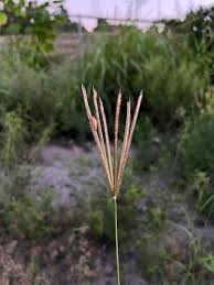 Image result for Chloris pycnothrix