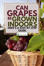 One vine requires about 8 ft. Can Grapes Be Grown Indoors Here S A Step By Step Guide Garden Tabs