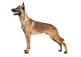 The basic coloring is a rich fawn to mahogany, with black tips on the hairs giving an overlay appearance. Belgian Malinois Breed Facts And Information Petcoach