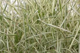 Image result for Phalaris