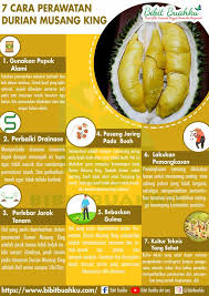 Menanam pokok dikawasan yang tidak terdedah cahaya matahari juga boleh menyebabkan pokok terbantut cara merawat pokok terbantut. 7 Cara Perawatan Durian Musang King Bibit Buahku