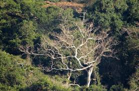 Image result for Oncinotis tenuiloba